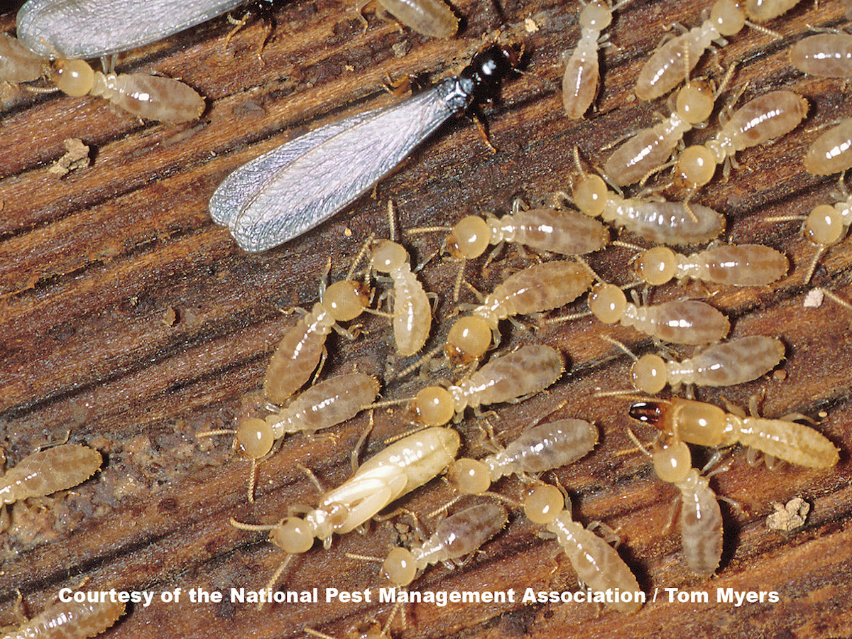 44-termite-e-subterranean-termite 44-termite-e-subterranean-termite