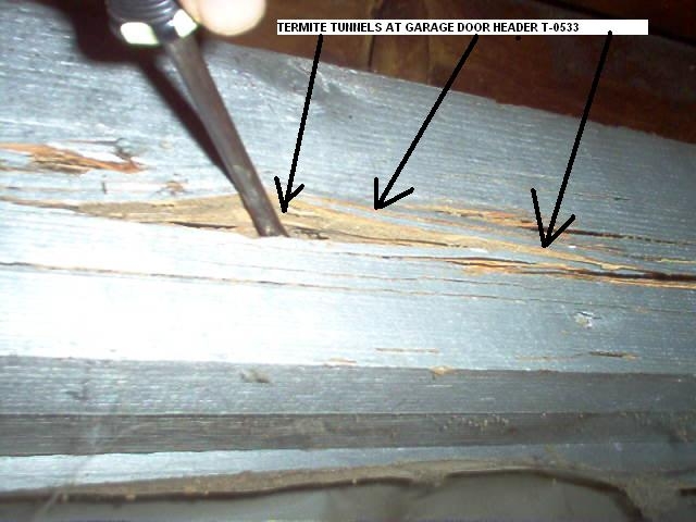 Subterranean Termite Damage 1